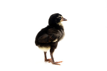 Cute little black chicken standing isolated on white background.