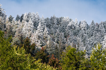 Fototapeta premium frozen trees in Vallée du Trient, Valais