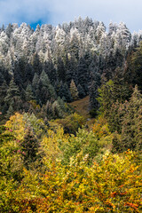 autumn forest over Vallée du Rhone in Valais