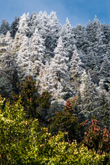 frozen trees in Vallée du Trient, Valais