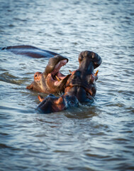Fototapeta premium young baby hippos, playing in a river bed surrounded by their watching adults 