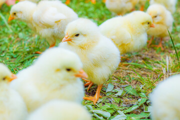 かわいいたくさんのヒヨコ