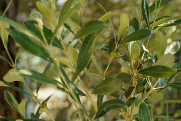 Close-up leaves on a sunny day