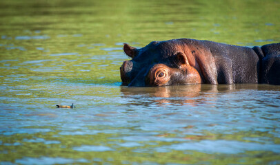 not head into the sand rather in the water, hippo about to dive into the river 