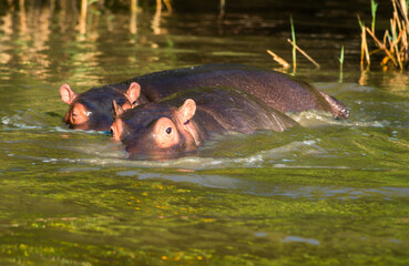 young  hippos playing in the water of a river,