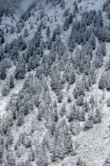 frozen winter forest in Vallée du Trient, Valais