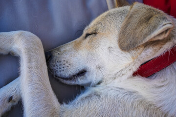 golden dog sleeping on pillows