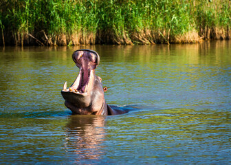 with an open mouth, Hippopotamus in a river with an open mouth, looking dangerous and protective, Hippo is the most deadliest animal in Africa 