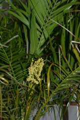 trachycarpus fortunei or chusan palm with abstract yellow flowers and green fan leaves