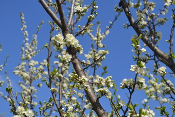 plum tree blossoms in spring