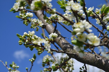 plum tree blossoms in spring