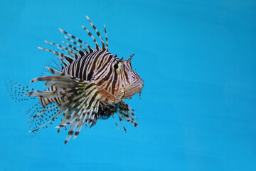 The red lion fish in water on blue background
