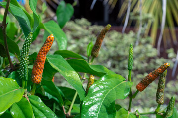 Fresh long pepper on the tree.