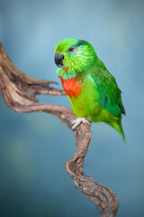 Salvadori's fig parrot perched on liana