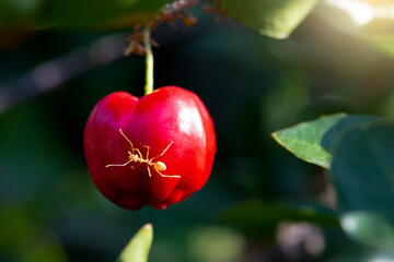Acerola cherry on the tree.