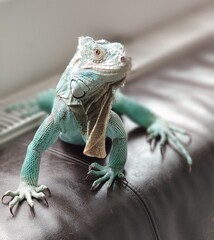 Naklejka premium iguana on a tree