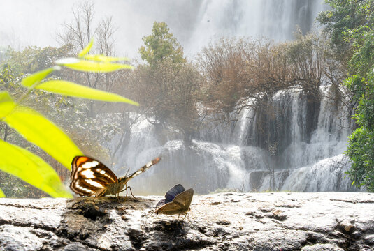 Two butterflies on a wood stick with background of Thi Lo Su (Tee Lor Su ) waterfall, Umphang, Tak, Thailand