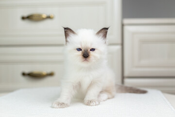 Sacred Birman kitten on a light background, birma