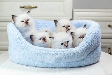 Sacred Birman kittens in the bed, birma