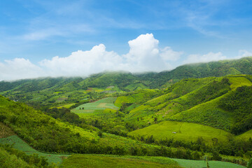 Fototapeta na wymiar Green rice field in a valley under blue sky, Umphang, Tak, Thailand