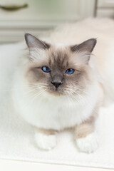 Sacred Birman Cat on a light background, birma