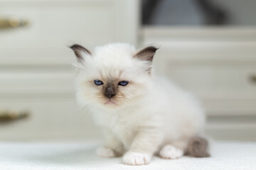 Sacred Birman kitten on a light background, birma