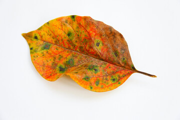 紅葉した柿の葉