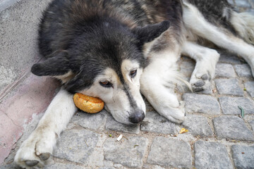 sad stray dog lying on the sidewalk