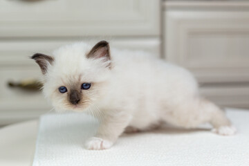 Sacred Birman kitten on a light background, birma