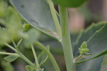 leaf with water drops