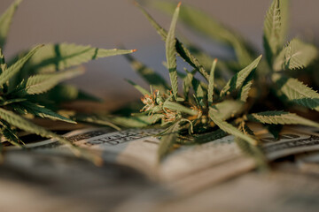Business marijuana leaves cannabis stock success market price industry trends grow higher quickly. Commercial cannabis medicine money. Marijuana business concept