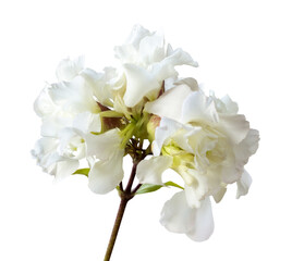 Fototapeta na wymiar Lush white flower isolated on white. Delicate inflorescence of summer plants