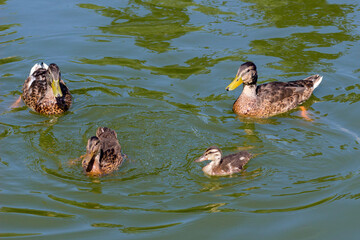 Wild ducks swim in a lake in a city park