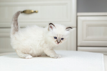 Sacred Birman kitten on a light background, birma