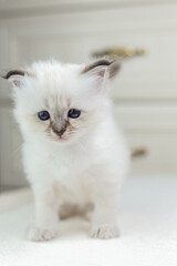 Fototapeta premium Sacred Birman kitten on a light background, birma