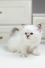 Sacred Birman kitten on a light background, birma