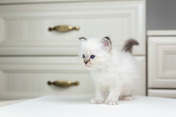 Sacred Birman kitten on a light background, birma
