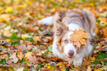 Playful Border collie dog with autumn leaf  on it head lies at autumn park. Empty space for text