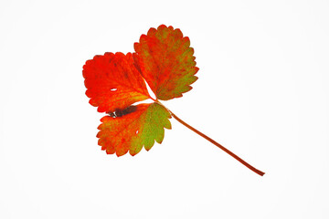 紅葉したイチゴの葉