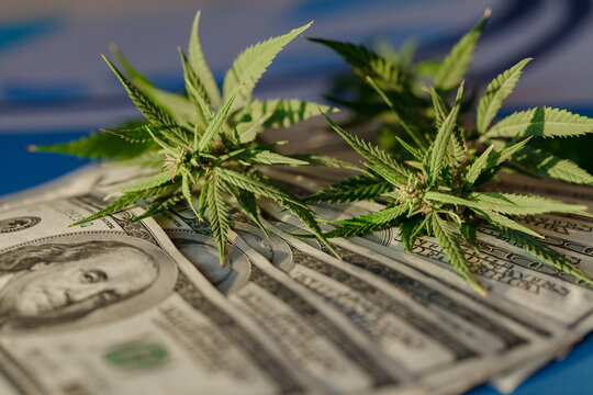 Benjamin Franklin on the hundred dollar banknote among cannabis leaf. Money with marijuana leaves. Marijuana business concept. Business leaves cannabis stock success market price