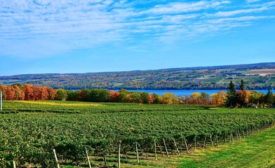 Landschap met wijngaard, bergen en Seneca Lake, in het hart van Finger Lakes Wine Country, New York