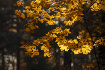 Golden maple leaves in autumn