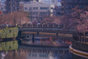 三分咲き桜の大岡川プロムナード