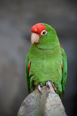 Cordilleran parakeet perched on stone