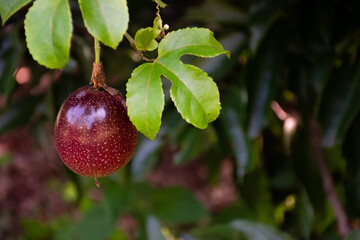 Passion fruit with green leaf on the tree.