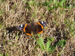Mariposa monarca con luciendo alas color naranja, blanco y negro, la coruña, españa, europa