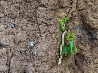 Cracked earth, a vertical cut of the sea shore on a cliff interspersed with stones, shell fragments and ivy root with green leaves.