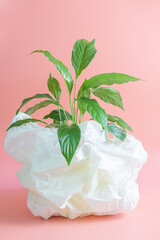 Home plant in a plastic white bag on a pink background. The concept of using and recycling plastic.