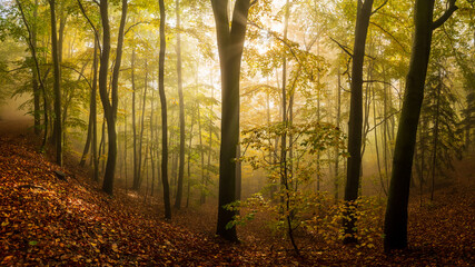 misty morning in the forest - 388551552