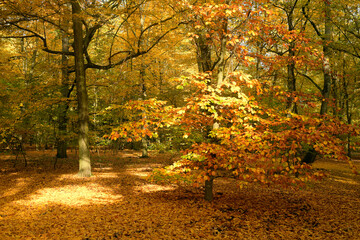 Naklejka premium goldener oktober